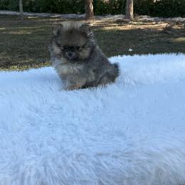 Nala Plum - Orange sable female Pomeranian puppy in Naples, Florida from Puppies Forever 💙❤️🐶