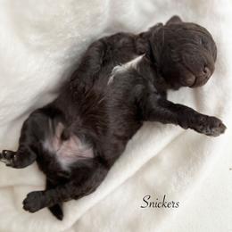 Snickers - Chocolate male Goldendoodle puppy in Taylorsville, Georgia from Sweet Southern Doodles