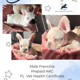 Denver - French Bulldog puppy from The Frenchie Lady Co.