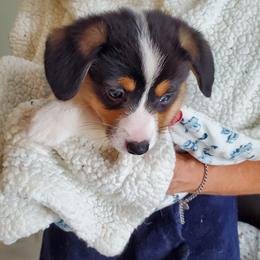 Pembroke Welsh Corgi Puppies from Patrick's Pembroke Welsh Corgis