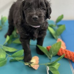 "Lanvender: Female F1 standard Golden Doodle" Goldendoodle Puppies from PupperDoos Doodles