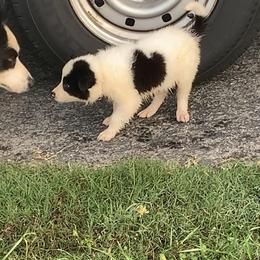 Border Collie and Miniature Australian Shepherd Puppies from RossVegas Kennels