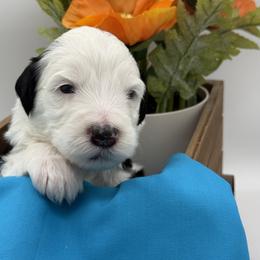 Teal collar male - Black and white male Sheepadoodle puppy in Camden, North Carolina from Luv My Doodle