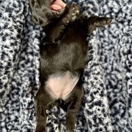 Goldendoodle and Poodle Puppies from SnickerDoodlePups