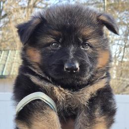 Caramel - Black and red female German Shepherd puppy in Bridgewater, New Jersey from Hamza's German Shepherds