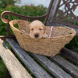 Light Pink collar - Light golden female Golden Retriever puppy in Monroe, Tennessee from Golden Girls Furever Friends