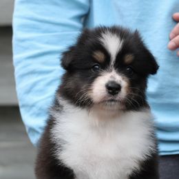 Australian Shepherd Puppies from Mezzo Australian Shepherds