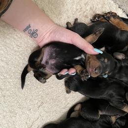 Dachshund Puppies from Hursh’s Hounds