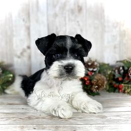 Miniature Schnauzer Puppies from Silver Sage Schnauzers