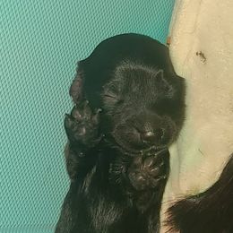 Dachshund Puppies from Mini Dachshund Loves