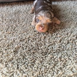Mocha - Dapple female Dachshund puppy in Perris, California from Doxie_pupps
