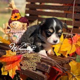 Full Fluffy Girl 1,700 - Black and tan female Pembroke Welsh Corgi puppy in Nashville, Arkansas from Whisenhunt Farms