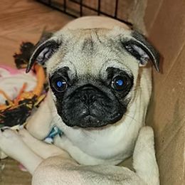 Delilah - Fawn female Pug puppy in Blue Ridge, Georgia from Ausband Farm Pugs