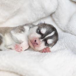 Siberian Husky Puppies from North River Siberians