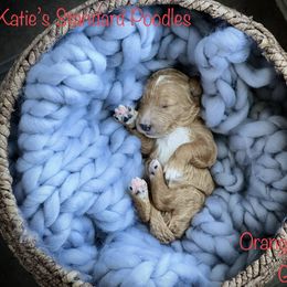 Poodle Puppies from Katie’s Standard Poodles