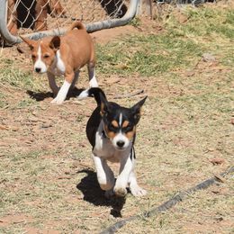 Basenji Puppies from Wild West Basenjis