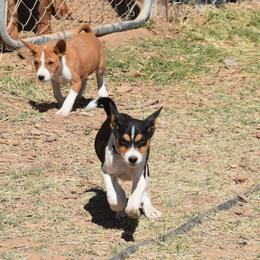Basenji Puppies from Wild West Basenjis