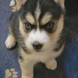 Paris - Black and white female Siberian Husky puppy in Meridian, Mississippi from JJ's Huskies