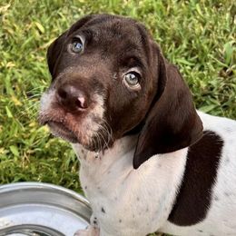 German Shorthaired Pointers from Davis Pointers