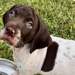 German Shorthaired Pointers from Davis Pointers