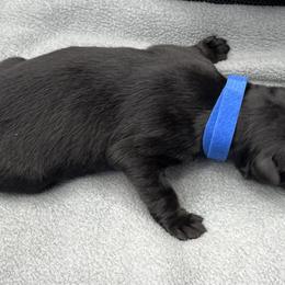 Boy 4-R blue - Black male German Shepherd puppy in Sharon Grove, Kentucky from Julie’s Shepherds