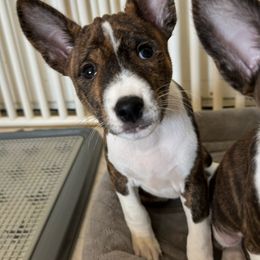Shadow - Brindle and white Basenji puppy in Moreno Valley, California from Spitfire Basenjis