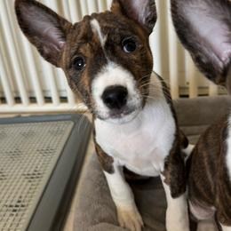 Shadow - Brindle and white Basenji puppy in Moreno Valley, California from Spitfire Basenjis