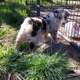 Australian Shepherd and Miniature Australian Shepherd Puppies from Grayback Aussies