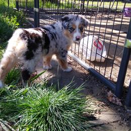 Australian Shepherd and Miniature Australian Shepherd Puppies from Grayback Aussies