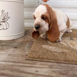 MC 41 - Red and white male Basset Hound puppy in Conway, Missouri from Ozark Mountain Kennel