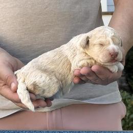 Boy 5 - Orange male Lagotto Romagnolo puppy in Sugar Valley, Georgia from Pinnacle Farm and Kennel