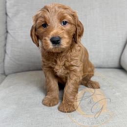 Merlot (maroon collar) - Red  female Goldendoodle puppy in Murrieta, California from Apricot Poodles & Goldendoodles, LLC