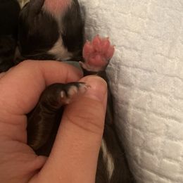 Schnoodle Puppies from Noodle Tings Puppies