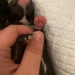 Schnoodle Puppies from Noodle Tings Puppies