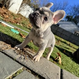 French Bulldog Puppies from Wyatt and co Frenchies