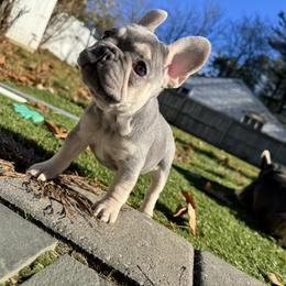 French Bulldog Puppies from Wyatt and co Frenchies