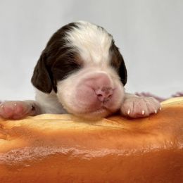 Dijon Mustard - Liver white and tan English Springer Spaniel puppy in Salem, Oregon from Ivy Hill English Springer Spaniels