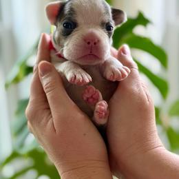 Pink boy - Blue male French Bulldog puppy in Jefferson City, Missouri from Central Frenchie Haven