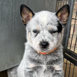 Boy 2 - Blue male Australian Cattle Dog puppy in Irvington, Kentucky from Dry Valley’s Australian Cattle Dogs