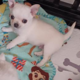 London - Cream and white male Chihuahua puppy in Tyler, Alabama from Delinda's Chihuahuas