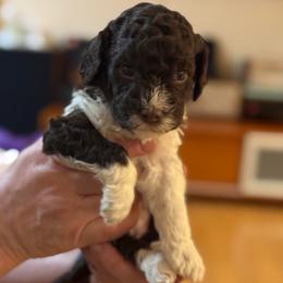 Big girl - Brown female Lagotto Romagnolo puppy in Chicago, Illinois from Midwest Lagotto Romagnolo