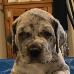 Great Dane Puppies from BkB’s House of Danes