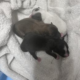 Black star - Black parti male Pomeranian puppy in Mc Farland, California from O.M.G_POMS