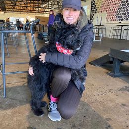 Aussiedoodle All Grown Up from Aspen Mountain Doodles LLC