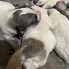 Boy 3 - White and badger male Great Pyrenees puppy in Gibsonia, Pennsylvania from Little Deer Creek Farm AKC Great Pyrenees