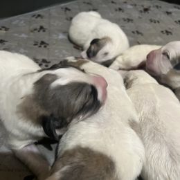 Boy 3 - White and badger male Great Pyrenees puppy in Gibsonia, Pennsylvania from Little Deer Creek Farm AKC Great Pyrenees