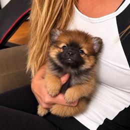 Caleb - Wolf sable male Pomeranian puppy in Mc Henry, Illinois from Pomeranians