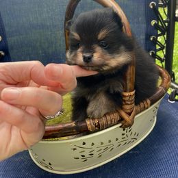 Pretty black and tan girl - Black and tan female Pomeranian puppy in Kelso, Washington from Highlander Pomeranians
