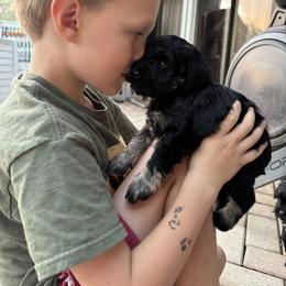 Miniature Schnauzer Puppies from Blue Ribbon Schnauzers