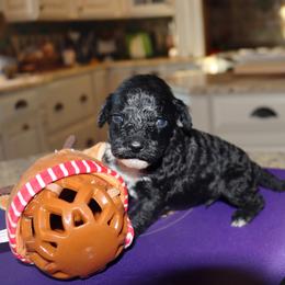 Sampson - Black and white male Portuguese Water Dog puppy in Hamptonville, North Carolina from Alabama Havanese Kennel